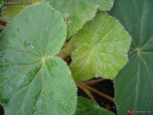 B. ‘Centenaire’